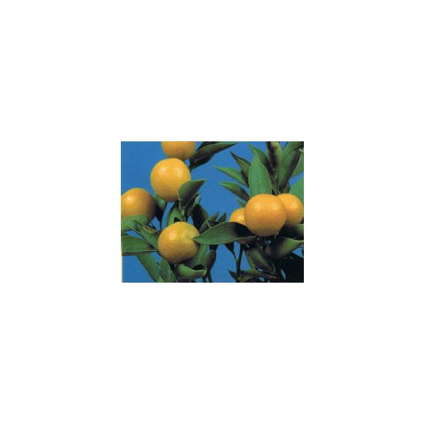 金柑　スイートシュガー規格：5号ポット植え、又は根巻き苗、接ぎ木1〜2年生苗、樹高：30〜60センチ程度キンカンは柑橘系品種の中で一番耐寒性が高く、また育てやすいことから大変人気があります。スイートシュガー金柑は、平均果重12〜15gで大実...