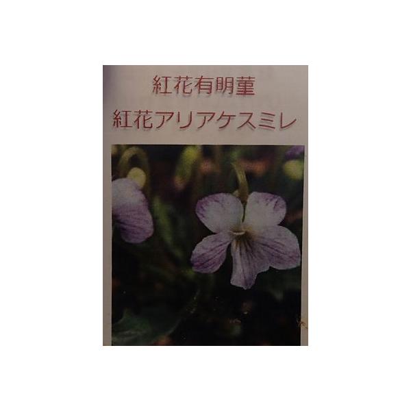 紅花アリアケスミレ スミレ 苗 すみれ 菫（7.5センチポット植え苗