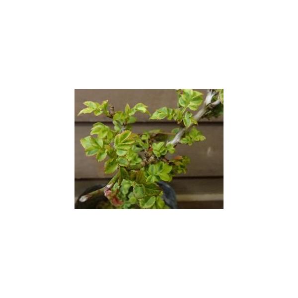 9センチポット　10〜15センチ程度黄覆輪葉十六夜薔薇（イザヨイバラ）十六夜バラ別名：ロサ・ロクスブルギー 原種系のバラ、オールドローズ 　十六夜薔薇の中でも珍品種な黄覆輪葉。