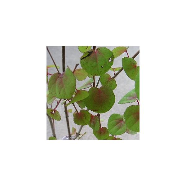 カツラの木3寸ポット苗　樹高20〜40cm内外カツラ科　落葉高木日本の特産樹木夏はみごとなグリーンで、秋は赤橙色の紅葉が楽しめます。