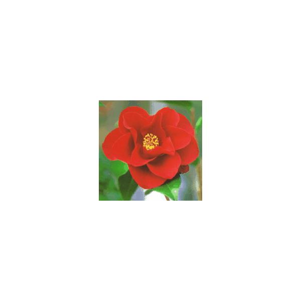 大株！】 ロイヤルベルベット アメリカ椿：椿（ツバキ） : 日本花卉