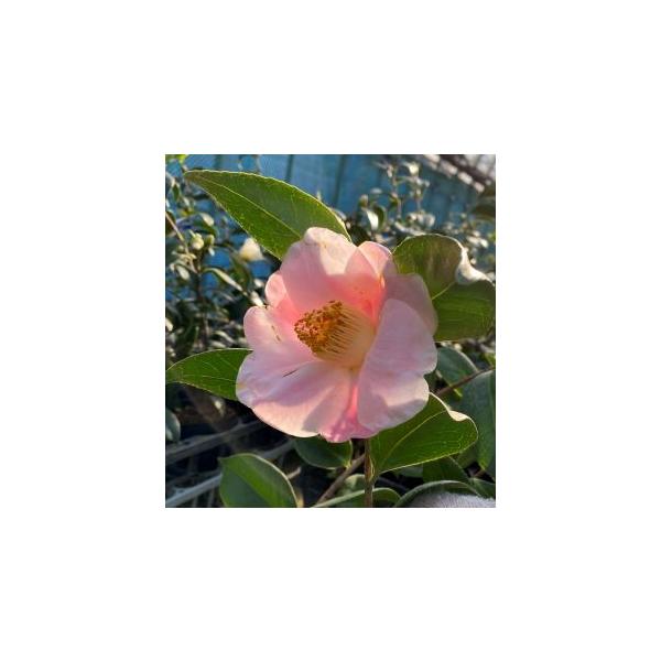 椿　西王母規格：3号（直径約9cm）ポット植え、挿し木1〜2年生苗、樹高：20cm程度椿　西王母（セイオウボ）は、花は、一重、筒咲き、中輪。江戸中期から金沢に伝わる茶席の銘花。