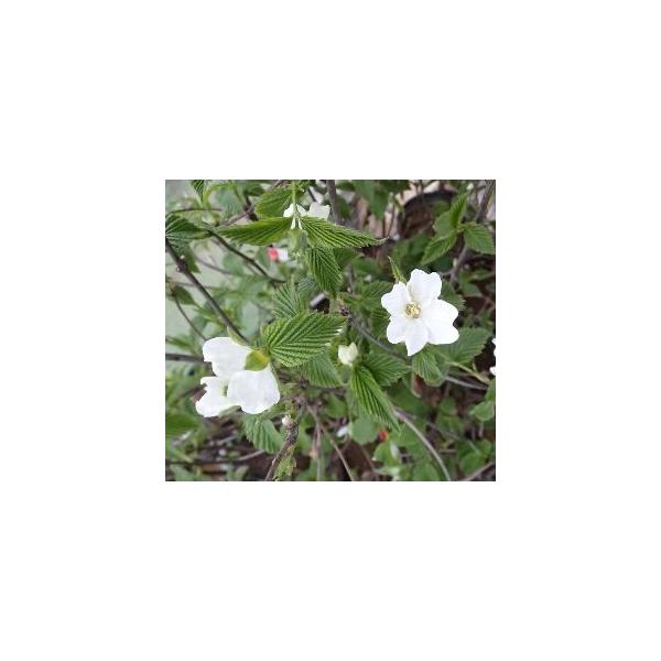 白山吹（シロヤマブキ）5寸鉢植え白山吹は純白の花を咲かせます。薄黄色の花を咲かせる「白花山吹」とは別品種になります！