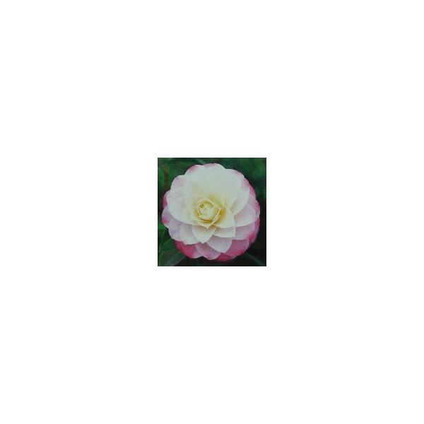 虹色 ツバキ@ぽみ サワダスドリーム：椿（ツバキ） : 日本花卉ガーデンセンターYahoo!店