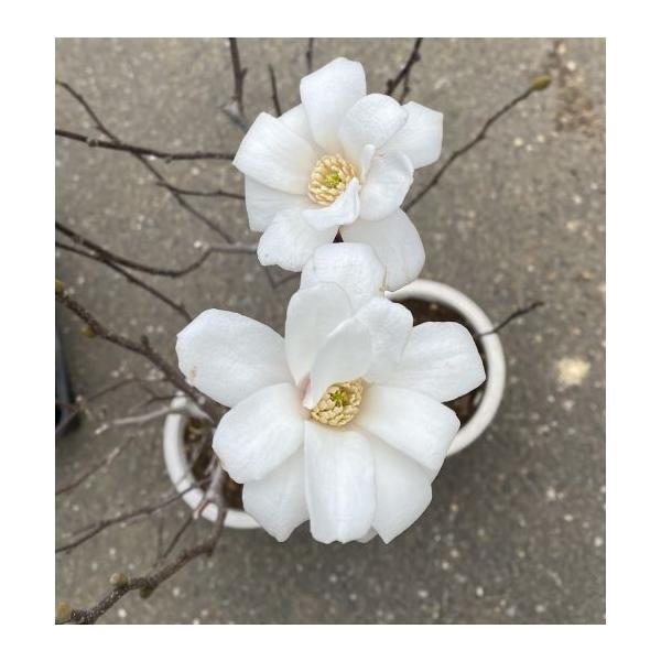 コブシ　ミモザ　桜草等　ご確認用　ご購入できません コブシ 5寸ポット植え : 日本花卉ガーデンセンターYahoo!店 - 通販