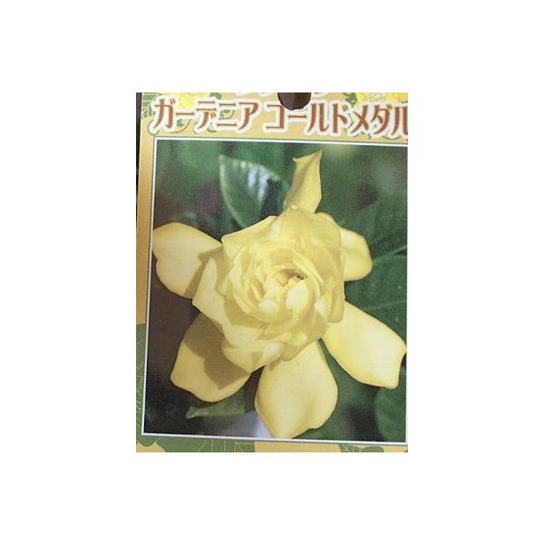 ３寸ポット植え　樹高10センチ程度黄花クチナシ（ゴールドメダル）は、美しい黄色のクチナシです。咲き始めは白色ですが、3〜4日で黄色へ変わります。もちろんクチナシ特有の素敵な香りを放ちとても魅力的な花木です。