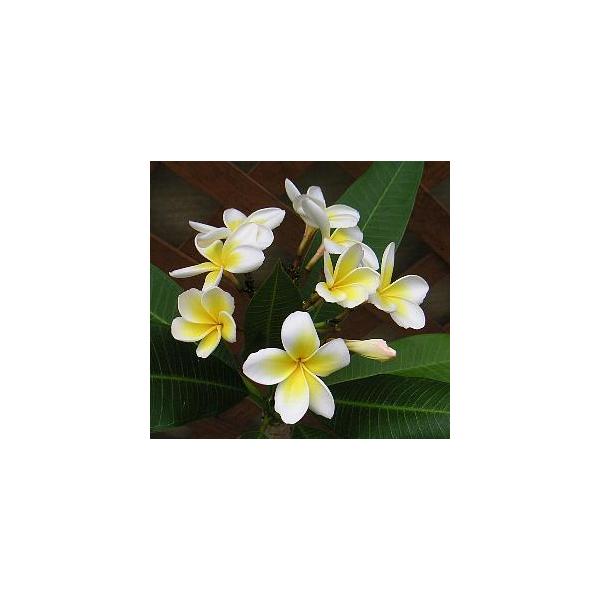 花芽付き プルメリア（レモンサンセット） 1本立ち 5号鉢 : 日本