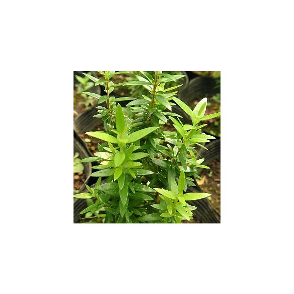 3寸ポット植え　樹高10〜20センチ程度矮性ミルタス（ヒメギンバカ、姫銀梅花）は、葉の大きさが細かく矮性タイプのギンバイカで花付きが良いとされています。ギンバイカ（銀梅花、ミルタス、ギンコウバイ、祝いの木）は、地中海原産の樹木で、葉は光沢が...