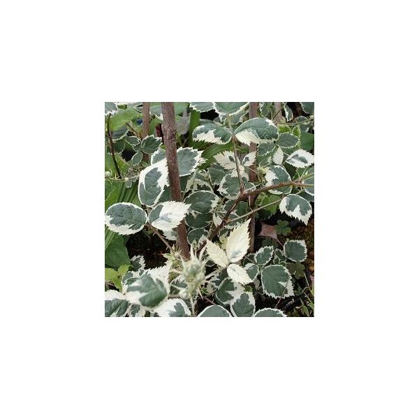 斑入り葉ブラックベリー　鋭い棘が有ります！実はほとんど付きません！葉の模様をお楽しみください！9センチポットとても珍しいブラックベリーの斑入り葉品種です。ブラックベリーは、果物屋さんなどでもほとんど見かけず、収穫した実を味わうには家庭での栽...