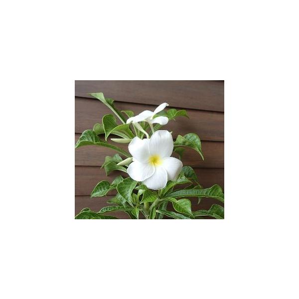 プルメリア（プディカ） 5寸鉢植え : 日本花卉ガーデンセンターYahoo
