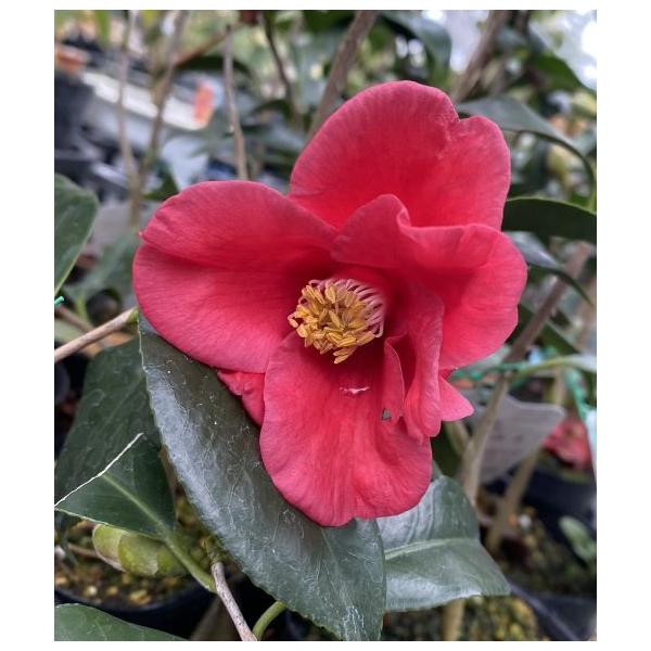 椿　紅侘介５寸ポット植え筒状の花形を長く崩さないため茶席に好まれる。