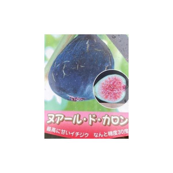 イチジク苗 いちじくの木 ヌアールドカロン（イチジク）：果樹苗 ＊お