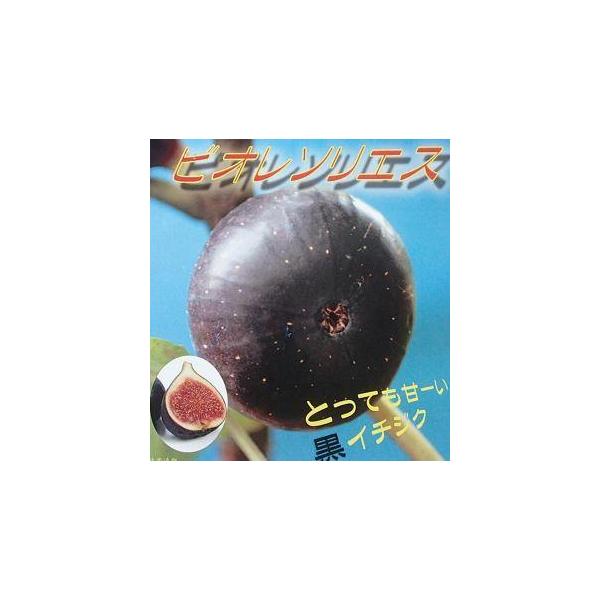 イチジク　ビオレーソリエス4寸ポット植え　樹高30〜80センチ程度ビオレーソリエス（イチジク） 果肉がやわらかく糖度が20度以上にもなる甘いいちじくです。 果皮の色は深い紫色で、果頂部が裂けにくいのが特徴。