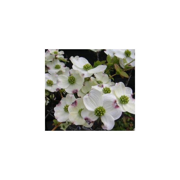 花水木　白花　クラウドナイン　5号ポット又は鉢植えハナミズキ（花水木）は、北アメリカ原産の花も紅葉も美しい、シンボルツリーの最適な品種です。アメリカから渡ってきた当時、ハナミズキが、日本のヤマボウシに似ていたことから、アメリカヤマボウシ（ア...