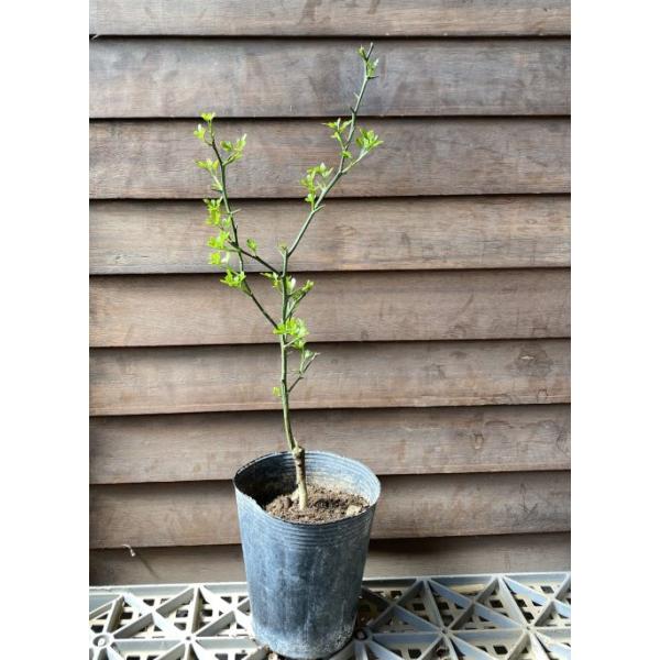 数量限定販売企画！カラタチ台木１００本＋α（枯れ保証分） カラタチ（キコク）：果樹苗 穂木が枯れた、台木のカラタチです