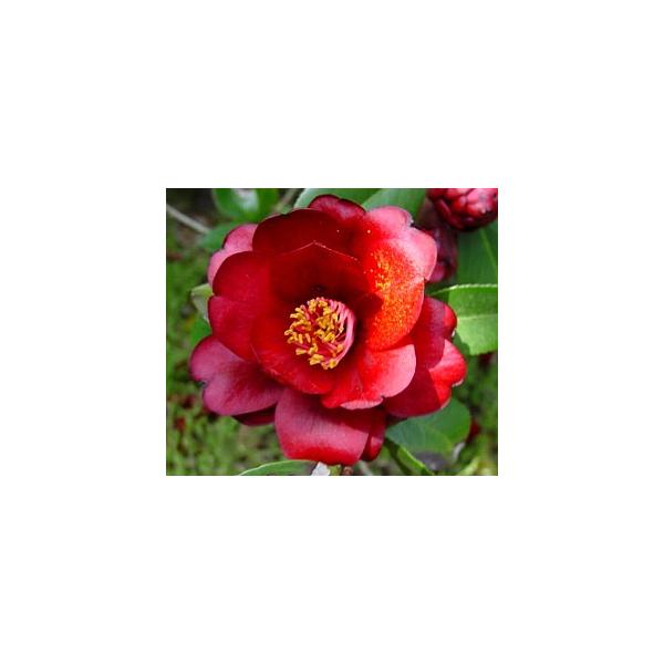 規格：3号（直径約9cm）ポット植え、挿し木1〜2年生苗、樹高：20cm程度