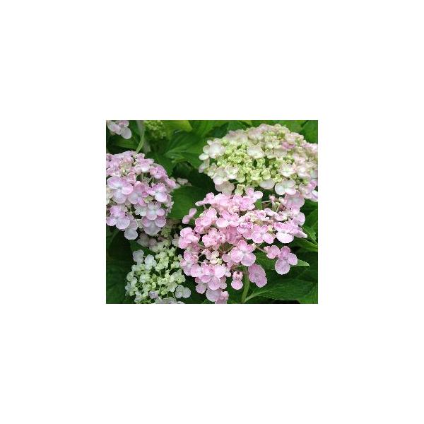 ウズアジサイ（オタフク） 5寸ポット植え ：紫陽花 渦紫陽花 : 日本