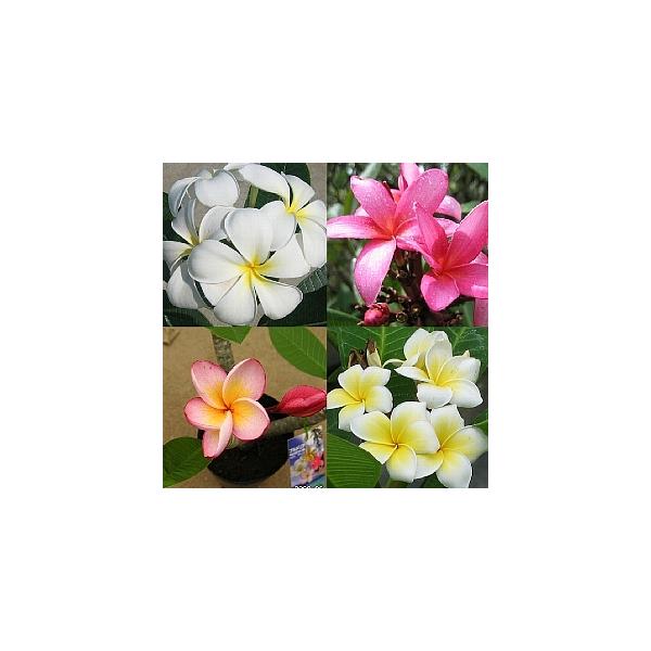 花芽付き プルメリア（花色未定） Y字立ち 5号鉢 蕾確認出来次第出荷