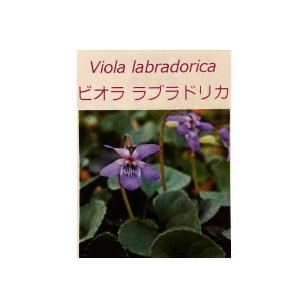 9センチポット　ラブラドリカ