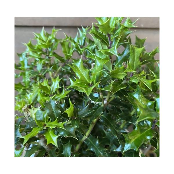 ヒメヒイラギ4寸鉢クリスマスやお正月に活躍する姫ヒイラギ（奄美柊）です。奄美大島の特産で、葉が2〜3センチ程度でとても小さく、姫ヒイラギと呼ばれています。