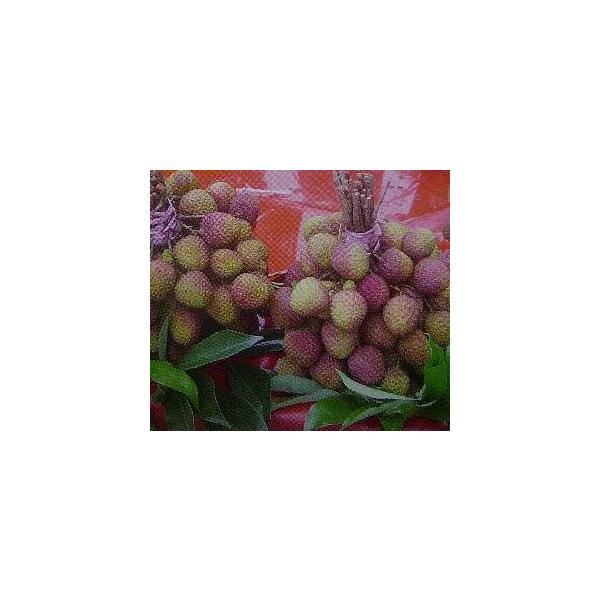ライチ・レイシ（黒葉）取り木苗（13.5センチポット植え）：熱帯果樹苗