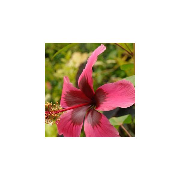 ハイビスカス　フィジーレッド（フィジアンレッド）ハイビスカスの一種で濃い赤色で、花の中心にいくほど濃くなる花を咲かせます。アオイ科フヨウ属　非耐寒性常緑低木３寸ポット植え　樹高10〜20センチ程度