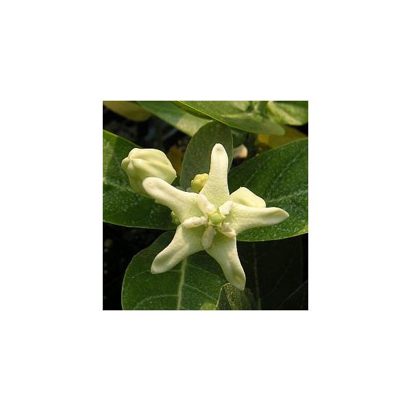 クラウン・フラワー（白花） クラウンフラワー 5寸鉢 : 日本花卉