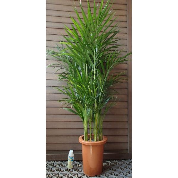 アレカヤシ。観葉植物。鉢ごと無料で発送致します。 楽天市場】観葉