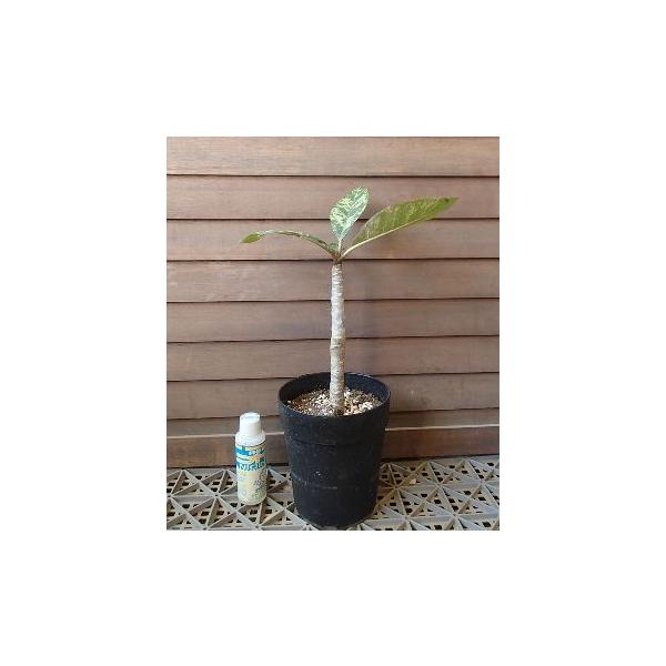 斑入り葉プルメリア : 日本花卉ガーデンセンターYahoo!店 - 通販