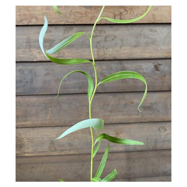 ウンリュウヤナギ、雲竜柳（雲龍柳）3〜4寸ポット苗　樹高20〜40センチ程度ヤナギ科落葉高木枝だけではなく、葉もねじれる性質を持つ柳で、ねじれながら垂れ下がる姿が特徴的な柳です。■管理のポイント日光を好みますので日当たりのよい場所で管理して...