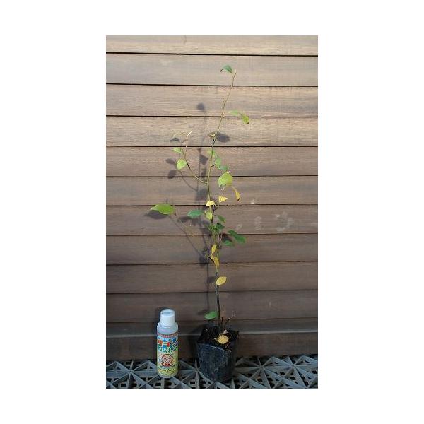 クロモジ　黒文字クスノキ科の落葉低木3〜４寸ポット苗樹高20〜60センチ程度　幅が有ります！枝は和菓子などの高級楊枝の材料として使用され、また香料（黒文字油）が取れる。枝は和菓子などの高級楊枝の材料として使用され、また香料（黒文字油）が取れる。