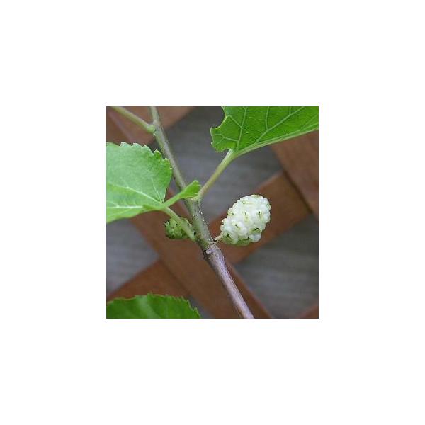 白実桑（ホワイトマルベリー） 挿し木 3寸ポット植え ：果樹苗 ＊樹形
