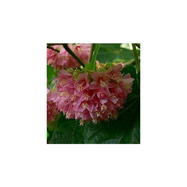 ドンベア5寸鉢植え、高さ20〜40センチ内外アオギリ科　ドンベア属非耐寒性常緑低木アフリカ・マダスカル諸島原産冬から春までの間に花をつけ、花には甘い香りがあります。耐寒性はありませんので冬期は室内に取り込のでください。＊寒い時期は、葉が黄色...