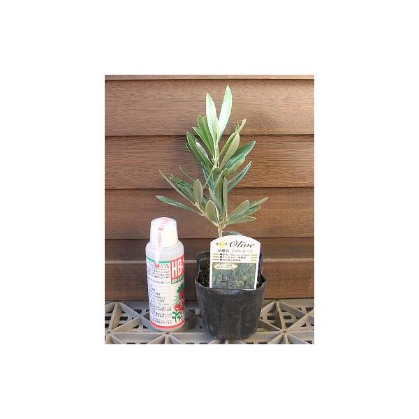 オリーブ　シプレシーノ9センチポット苗オリーブはヨーロッパ・地中海をイメージさせる人気の果樹です。小さな葉や樹形も美しく家庭のシンボルツリーとしても人気があります。オリーブの葉が国連の旗にも描かれており、平和の象徴ともされています。オリーブ...