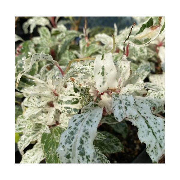 斑入り葉美男カズラ（ビナンカズラ）　紅吹雪別名：サネカズラマツブサ科サネカズラ属9〜12センチポット苗開花時期：7月〜8月頃結実時期：10月〜12月頃クリーム色の花を付け、その後小さな赤い玉が沢山集まって球形を作る特徴的な実を付けます。管理...