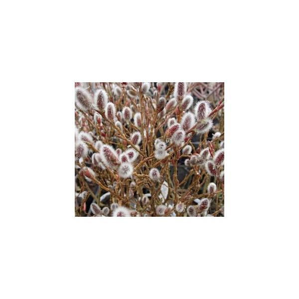 四万十猫柳（シマントネコヤナギ）３寸ポット植え樹高10センチ程度やなぎ科　落葉低木寒さに強く庭植えも可能です。早春に銀白色の美しい花穂が特徴的なネコヤナギです。■管理のポイント日光を好みますので日当たりのよい場所で管理してください。用土は水...