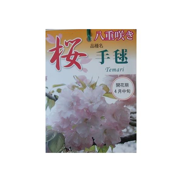 桜　手毬桜　テマリサクラ　苗木　苗　桜の木規格：3〜5寸ポット植え、又は根巻き苗接ぎ木1〜２年生苗樹高：60〜80センチ程度手毬桜：（テマリザクラ）は、八重咲きの花が手毬のようにまとまって咲く、とても豪華な桜です。