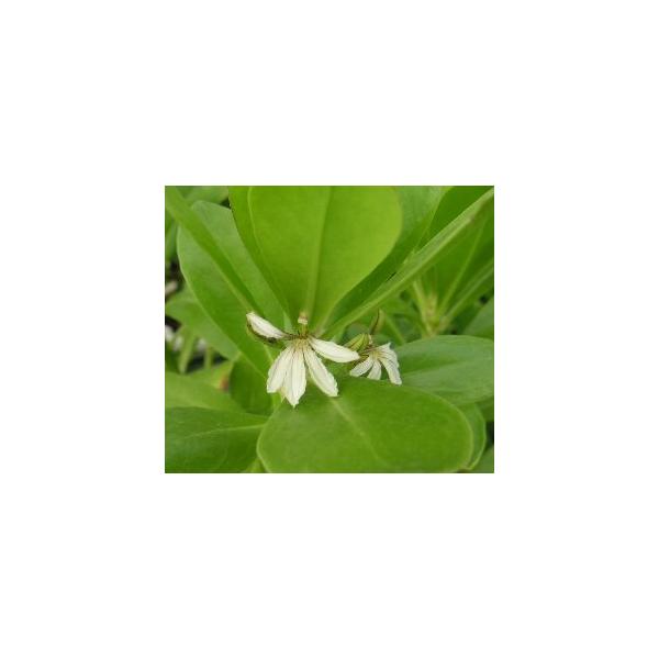 ビーチ・ナウパカクサトベラ科クサトベラ属熱帯地方原産　非耐寒性常緑低木9センチポット苗ナウパカは、火の神ペレによって引き裂かれた男女の悲しい恋愛伝説があり、海のナウパカ（ビーチ・ナウパカ）と、海のナウパカ（マウンテン・ナウパカ）を合わせると...