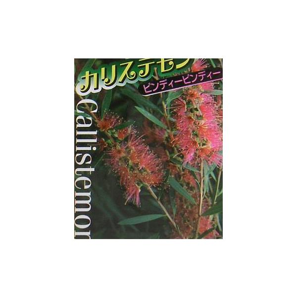 カリステモン ピンディーピンディー（キンポウジュ 金宝樹） : 日本