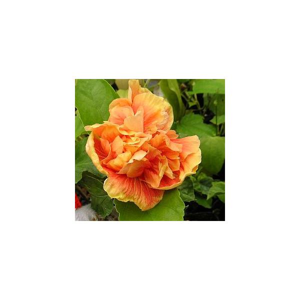 鉢植え ハイビスカス ビーチボール : 日本花卉ガーデンセンターYahoo