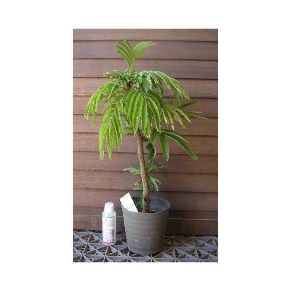 エバーフレッシュ（4寸鉢植え） : 日本花卉ガーデンセンターYahoo!店