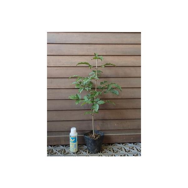 アオダモ（バットの木） ポット苗 苗木 : 日本花卉ガーデンセンター