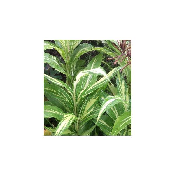 斑入りミョウガ　白〜黄斑＊新葉の頃は白斑ですが、だんだんと黄斑になります。12センチポット苗ショウガ科ショウガ属　多年草涼しげな斑入り葉のミョウガです。寒さに当たると地上部の葉は落葉します。