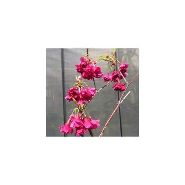 桜　苗木　八重寒緋桜規格：5号（直径約15cm）ポット植え、又は根巻き苗、接ぎ木1〜2年生苗、樹高：60〜80cm程度八重寒緋桜（ヤエカンヒザクラ）は、カンヒザクラ系サクラで、花は濃紅紫色の八重咲き。緋寒桜（ヒカンザクラ）とも呼ばれることが...