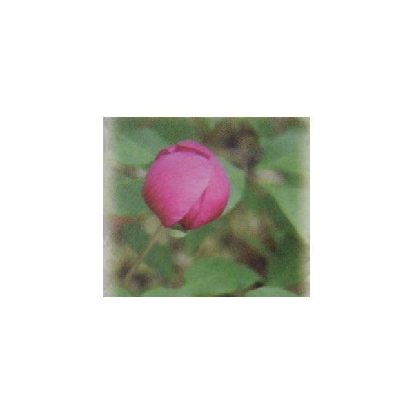 山芍薬　炎、やましゃくやく　炎(ヤマシャクヤク　炎）ボタン科ボタン属12ｃｍポット入り、開花期４月頃管理のポイント春の葉がある間は半日陰〜日当たりで、夏は日陰で風通しの良い場所で管理してください。