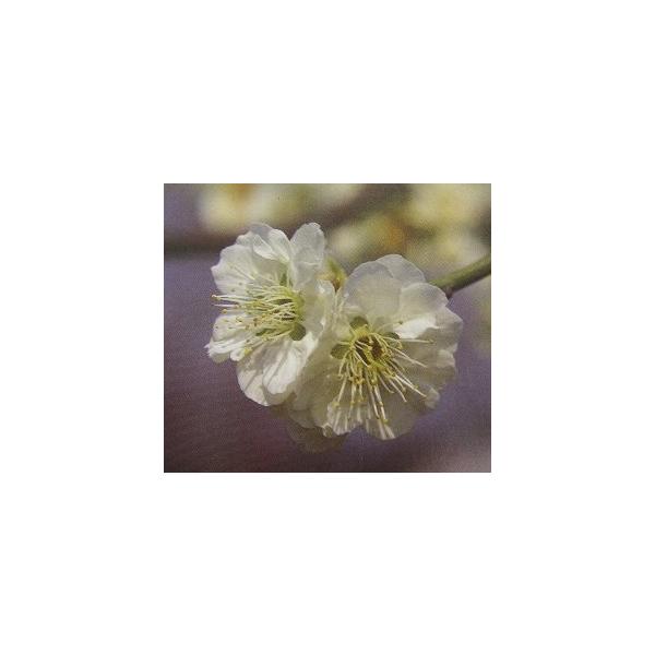 花梅　ハナウメ　八重緑萼　ヤエリョクガク　苗木規格：5号（直径約15cm）ポット植え、又は根巻き苗、接ぎ木1〜2年生苗、樹高：80cm程度八重緑萼：（やえりょくがく）：花は八重咲き中輪白花で美しい花梅です。野梅系青軸性（やばいけい　あおじく...
