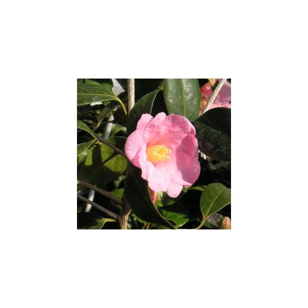 規格：3号（直径約9cm）ポット植え、挿し木1〜2年生苗、樹高：20cm程度