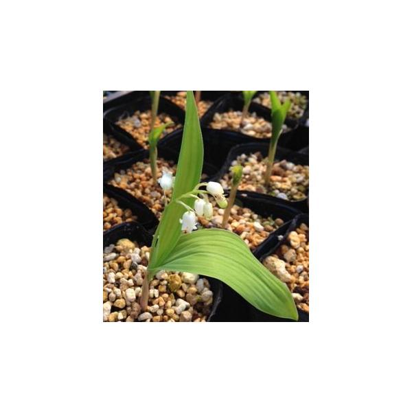 日本スズラン　1〜2芽入り3寸ポット植えユリ科スズラン属肥沃な用土、日当たりの良い場所を好む。真夏の直射日光は嫌うため、春と秋以外は半日陰になるようにする。耐寒性は高いため、野外での越冬が可能。