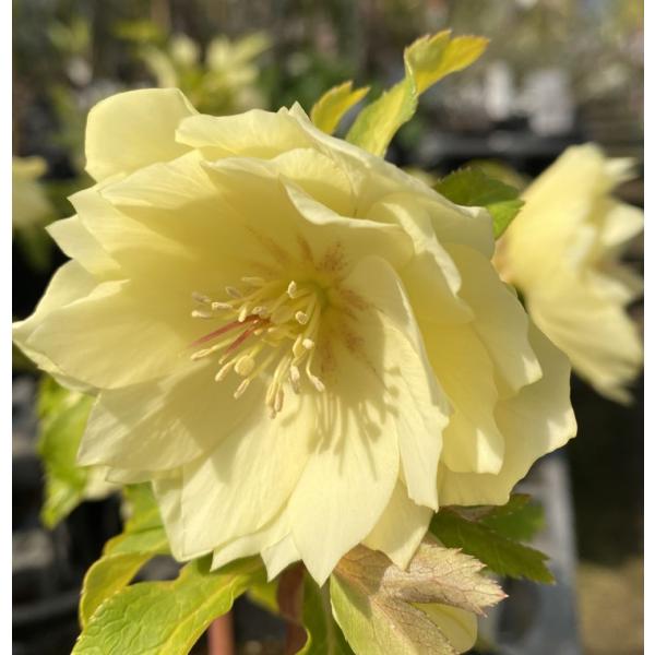 クリスマスローズ　ダブルゴールド交配６寸ポット植えキンポウゲ科耐寒性宿根草■管理のポイント耐寒性は強いですが、梅雨時期〜夏場（高温多湿）は苦手なため、風通しを良くして遮光するなど対策が必要です。また肥料は生育期の秋から春にかけて与えてください。