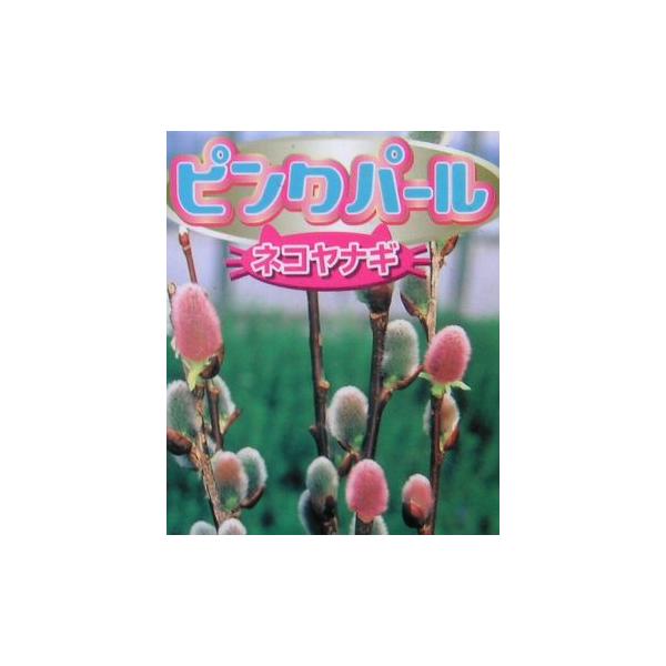 ピンクパールネコヤナギ（猫柳、ねこやなぎ）9センチポット苗　樹高10〜20センチ程度（枝は切り詰めている場合がありますが、生育に問題はありません）やなぎ科　落葉低木寒さに強く庭植えも可能です。2月頃から、芽が大きく膨らみ綿毛が綺麗になります...